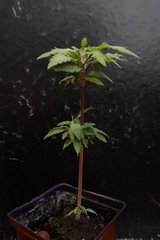 Une bouture de G13 Hash