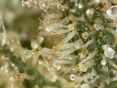 Récolte Cro+35 (S+10) Flo+70 Séchage +2 Zoom x800