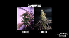 canna-art.jpg