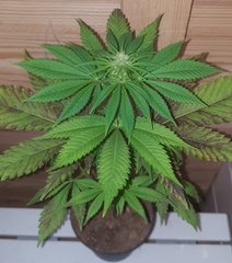 Home Breeding