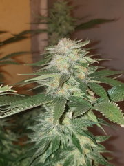Amnesia7sucettes