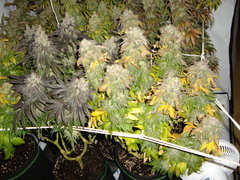 Blue Dream 12/12+68
