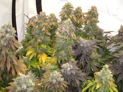 Blue Dream 12/12+68