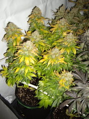 Blue Rhino 12/12+68