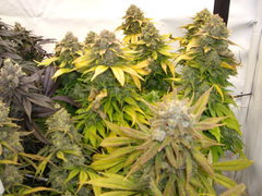 Blue Rhino 12/12+68