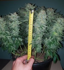 Budz.jpg