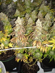 Heaven's Fruit 12/12+68