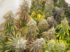 Heaven's Fruit 12/12+68