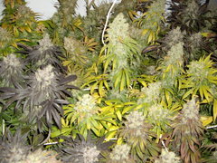 Holy Grail Kush 12/12+68