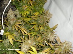 Jack El Frutero 12/12+68
