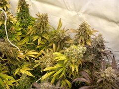 Jack El Frutero 12/12+68