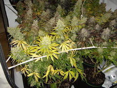 Ripper Haze 12/12+68