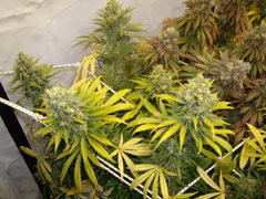 Ripper Haze 12/12+68