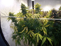 Ripper Haze 12/12+68