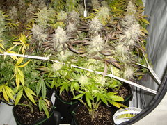 Sugar Rose 12/12+68
