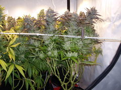 Sugar Rose 12/12+68