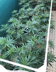 OG Kush fem SS Cro +41