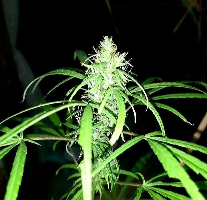 80's Durban Poison Landrace (3).jpg