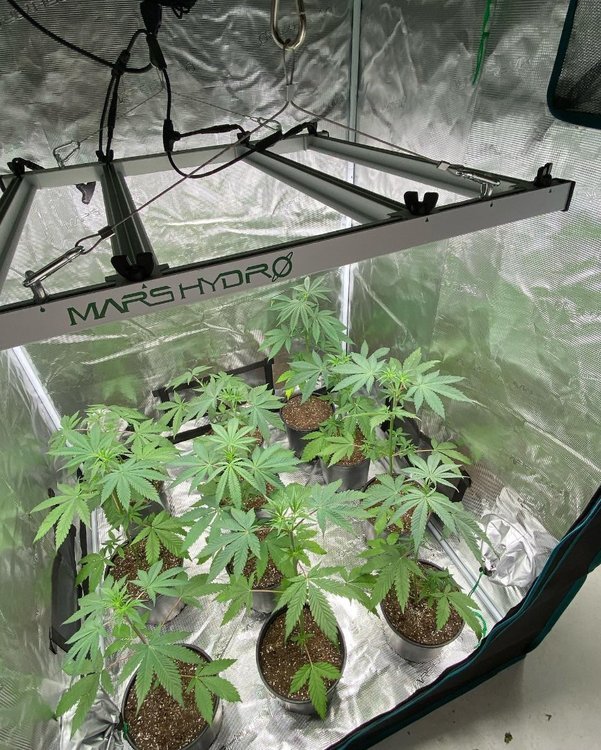 FC-E3000 light with 3x3 tent1.jpg
