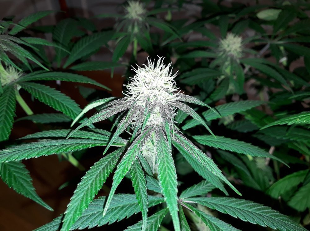 1812656856_BudPCKxPanama.thumb.jpg.60e9c599118792b315d1d4deef9b65f7.jpg