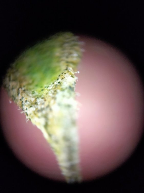 IMG20220507185819.thumb.jpg.5b2fa48800ef416b7f5bf8fbddbc6958.jpg