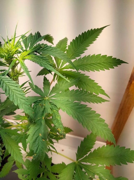 IMG20220523175426.thumb.jpg.e49577b32238f8d53b88bcce215d2b59.jpg