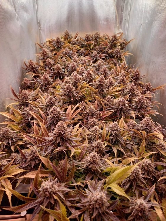 SCROG.thumb.jpg.ab1a8475434bcda6a5e4917df2909165.jpg