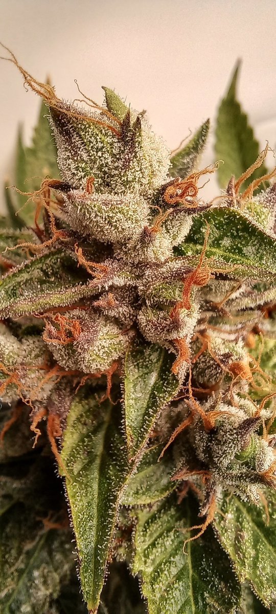 large.20220517_170624.jpg.cab766a7b58beebd8c53d84767cde66c.jpg