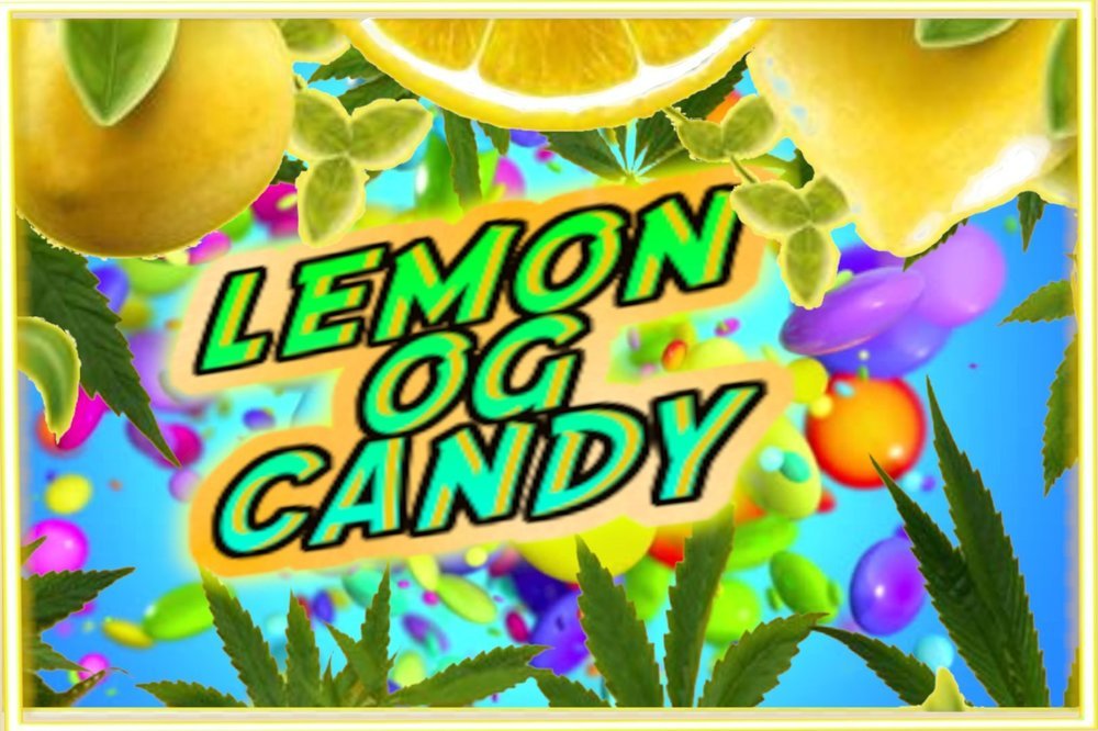 lemonogcandy.thumb.jpg.1e48f2fef3ad91dc8d67c1d94a03741c.jpg