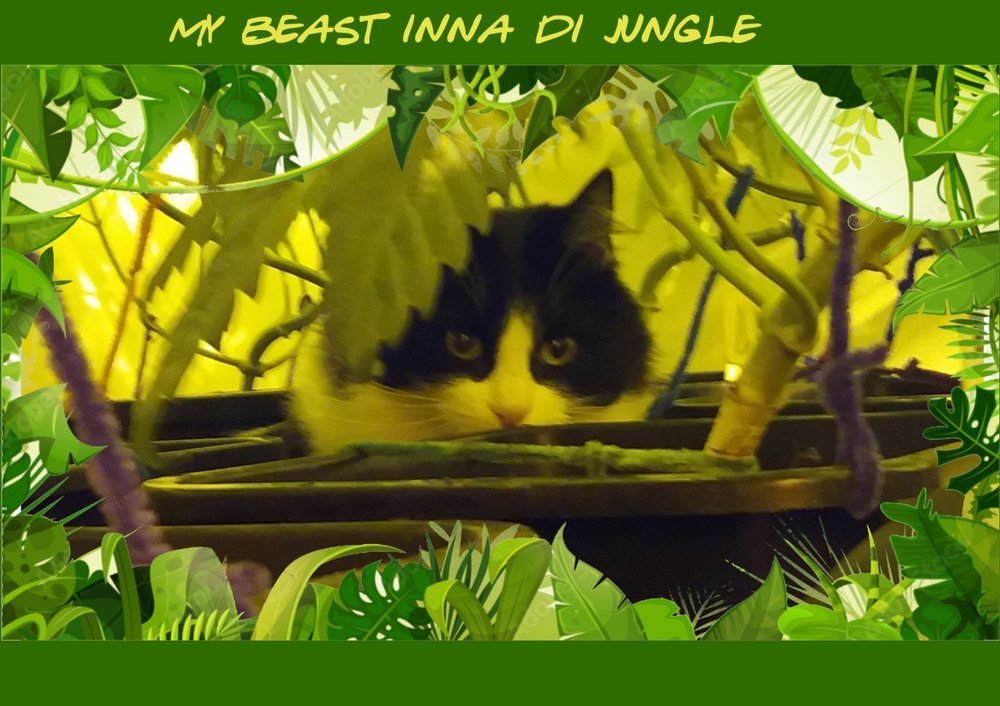 mybeastinnadijungle.thumb.jpg.1399c3fcb206a5c5e2d9ade83f910ca8.jpg