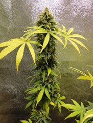 kfxcw2 (2).JPG