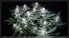 FLO+75 Jesus OG#1.JPG