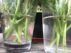 IMG_4298 2.jpeg