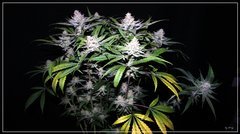 FLO+75 Jesus OG#3.JPG