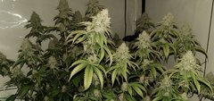 casper og