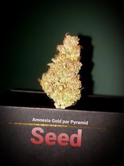 Amnesia Gold