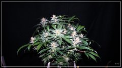 FLO+75 Jesus OG#2.JPG