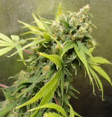 kfxcw1 (2).JPG