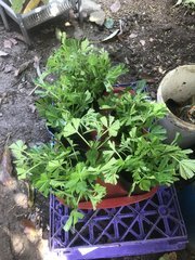 IMG_4287 2.jpeg