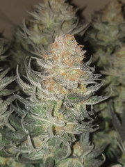 AmnesiaHaze#3