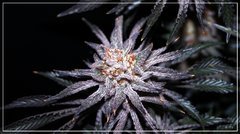 FLO+75 Peach Tree bud2 .JPG