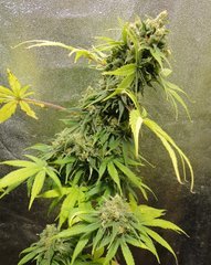 kfxcw2 (3).JPG
