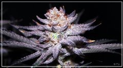 FLO+75 Peach Tree bud1 .JPG