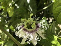 A06D9360-D5F2-4F2D-96F1-F6158CA86342.jpeg