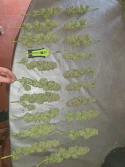 AmnesiaHaze #4