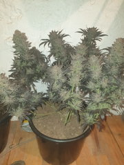 AmnesiaHaze#8