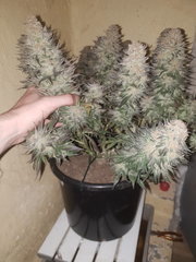 AmnesiaHaze9