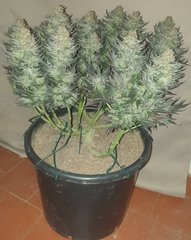 AmnesiaHaze#3