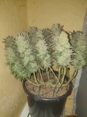 AmnesiaHaze#4