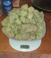 AmnesiaHaze#4